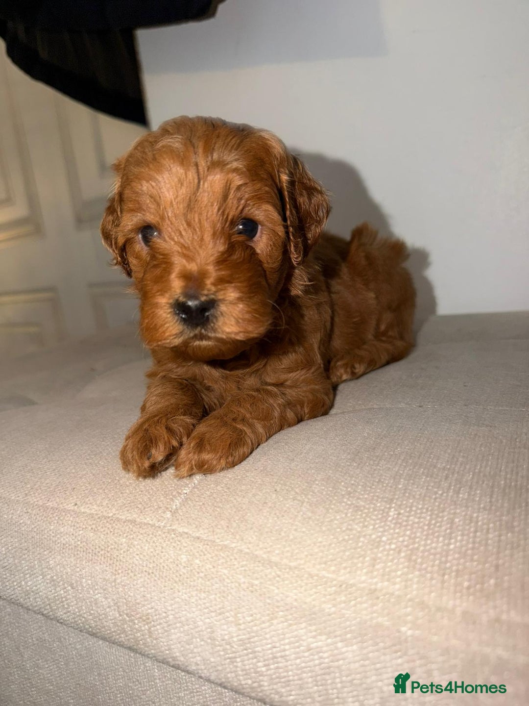 Cockapoo dogs for sale: F1b Cockapoo Puppies – Ready 16th January ✨ - Advert 1