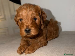 Cockapoo dogs F1b Cockapoo Puppies – Ready 16th January ✨ - Advert 9