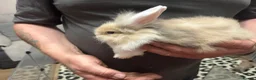 Mini Lion Lop rabbits for sale: Baby rabbits ready for new home in Merthyr Tydfil - Advert 7