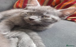 British Shorthair cats for sale: 3 beautiful kittens for sale  - Image 3