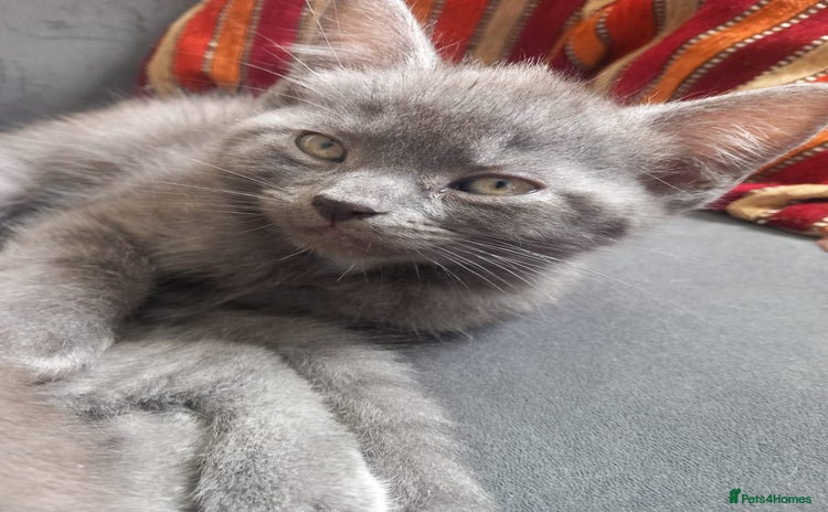 British Shorthair cats - Advert 16