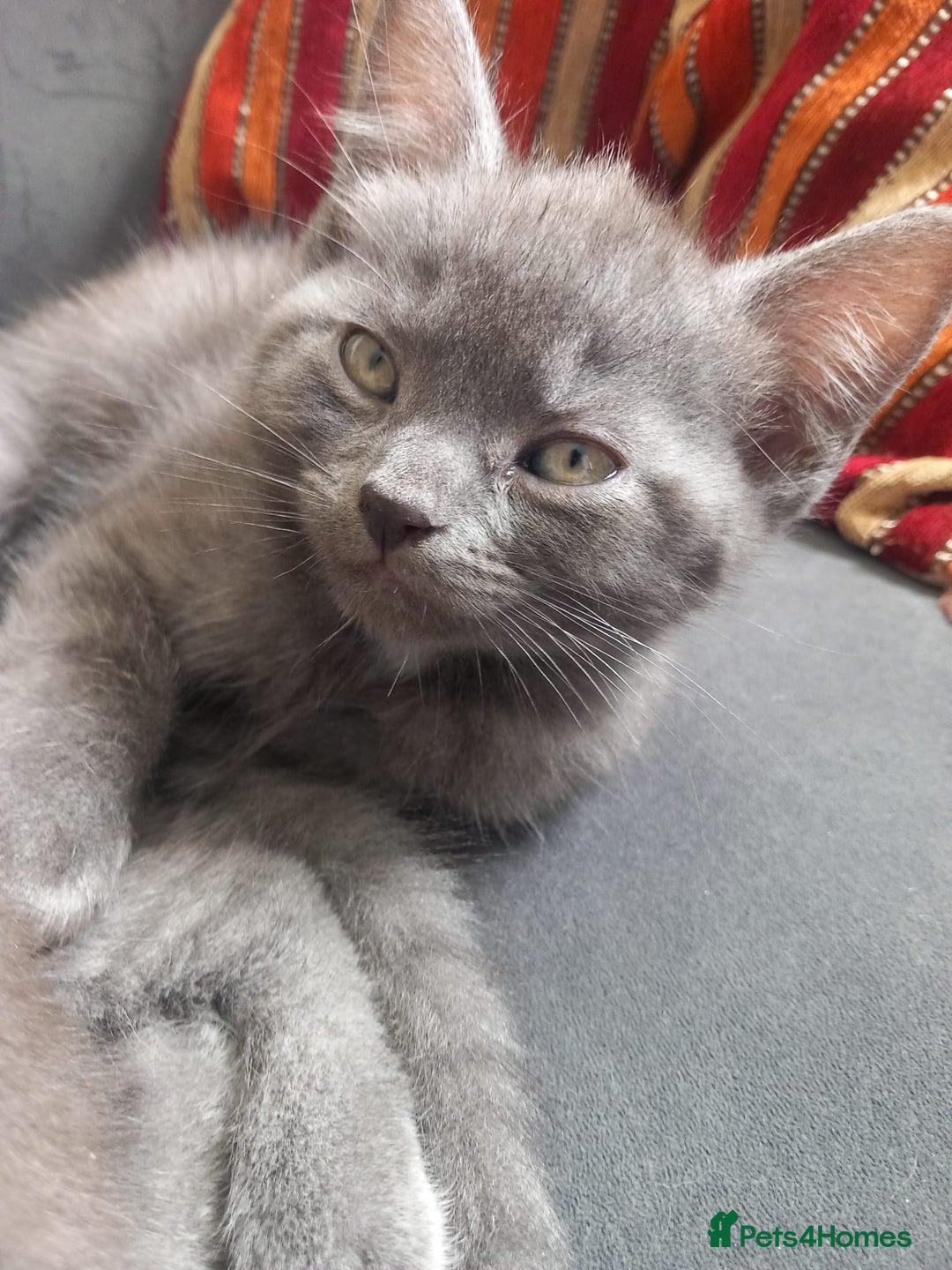 British Shorthair cats for sale: 3 beautiful kittens for sale  - Image 3