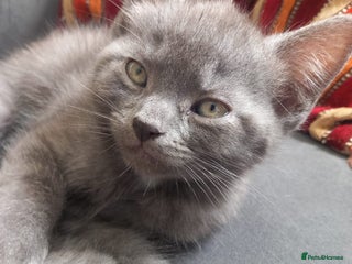British Shorthair cats 3 lovely kittens 2 girls 1 boy - Advert 21