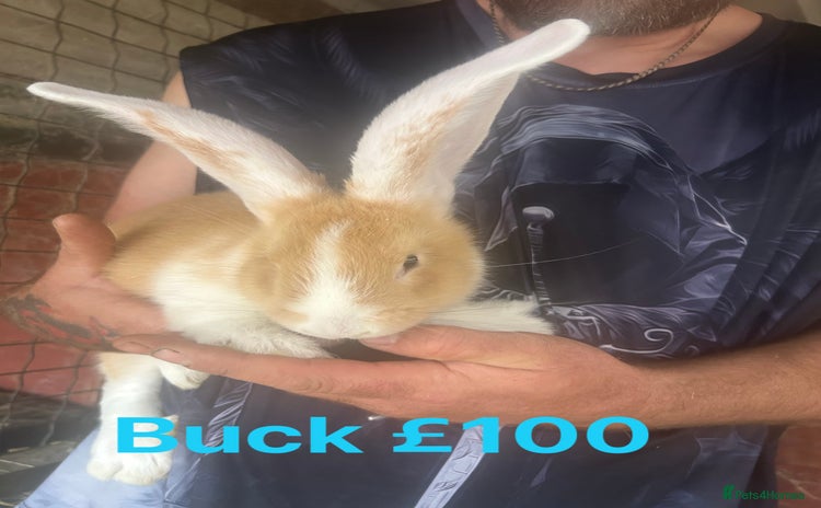 Continental Giant rabbits - Advert 1