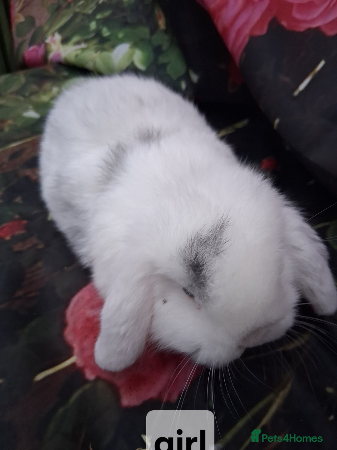 Mini Lop rabbits for sale: Mini lop rabbits  - Advert 3