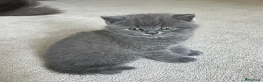 British Shorthair 1