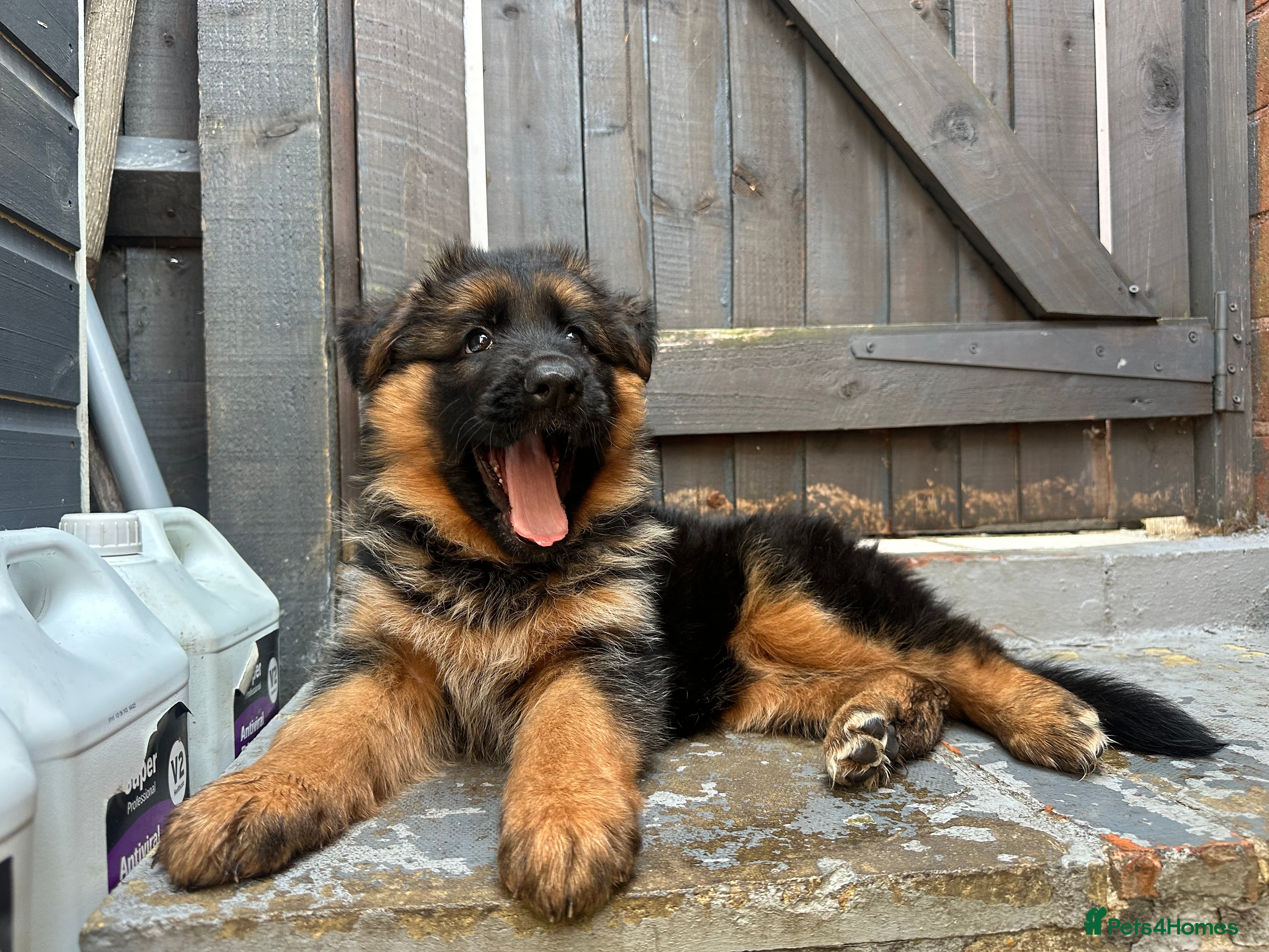 German Shepherd dogs 💥Champion🩸line GermanShepherd puppy’s LH GSD - Advert 2