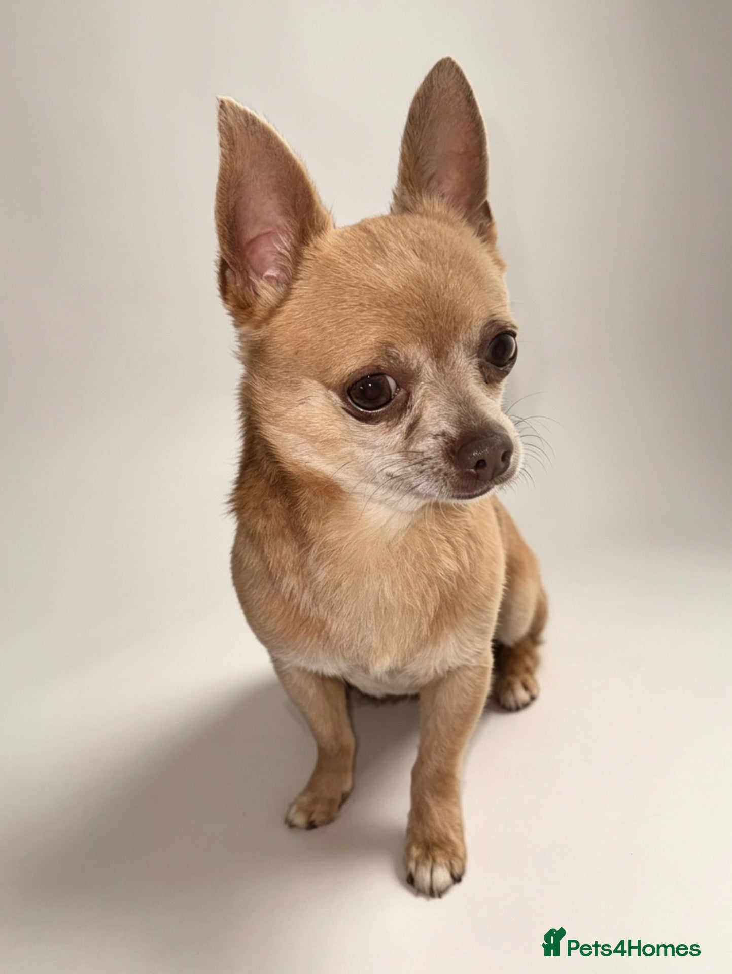 Chihuahua dogs KC Pedigree Chihuahua  - Advert 10