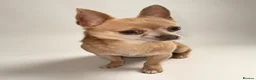 Chihuahua dogs for sale: KC Pedigree Chihuahua  - Advert 1