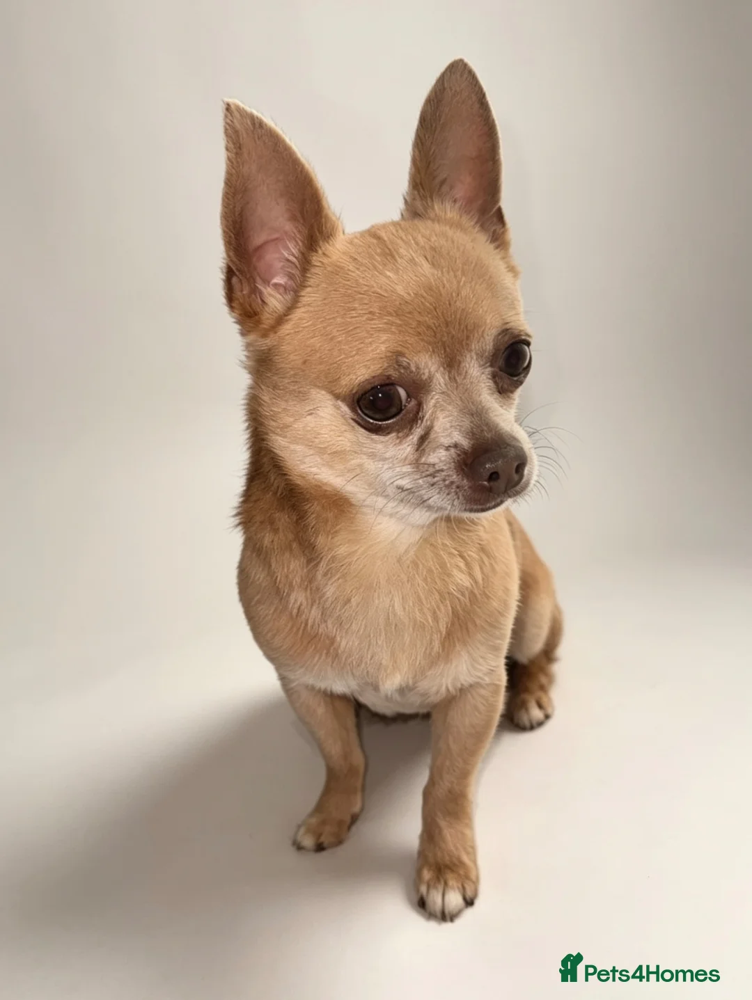 Chihuahua dogs for sale: KC Pedigree Chihuahua  - Advert 1