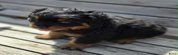 Rottweiler dogs for sale: Long haired Rottweilers  - Advert 10