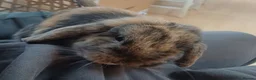 Mini Lop rabbits for sale: Affectionate beautiful  Mini Lop rabbit in Nantwich - Advert 6