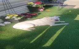 American Bull Staffy dogs for sale: American Staffie Bully Need a new home ASAP  - Image 1