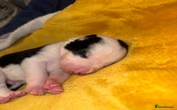 Border Collie dogs for sale: 7 beautiful border collie pups  - Advert 10