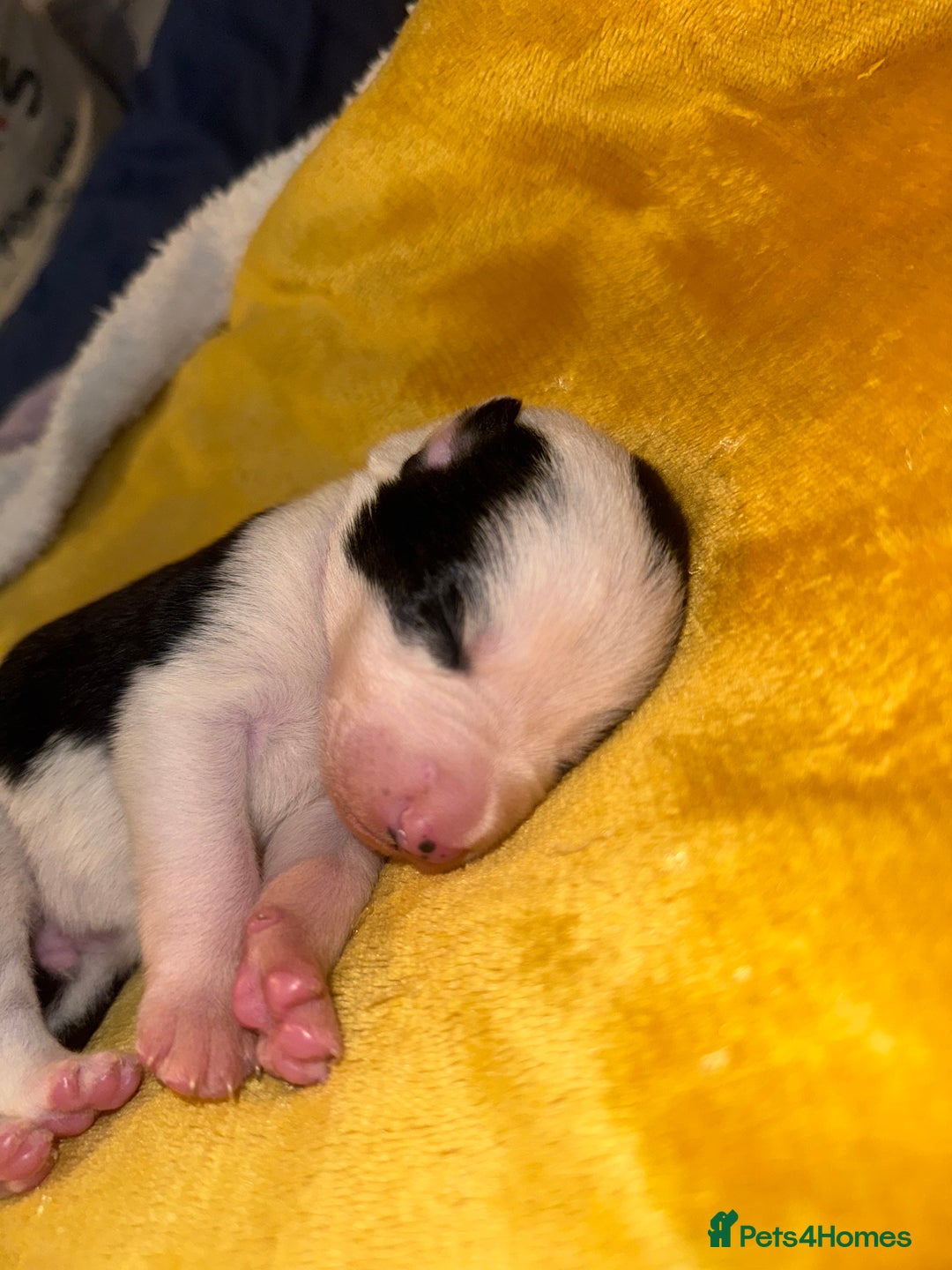 Border Collie dogs for sale: 7 beautiful border collie pups  - Advert 10