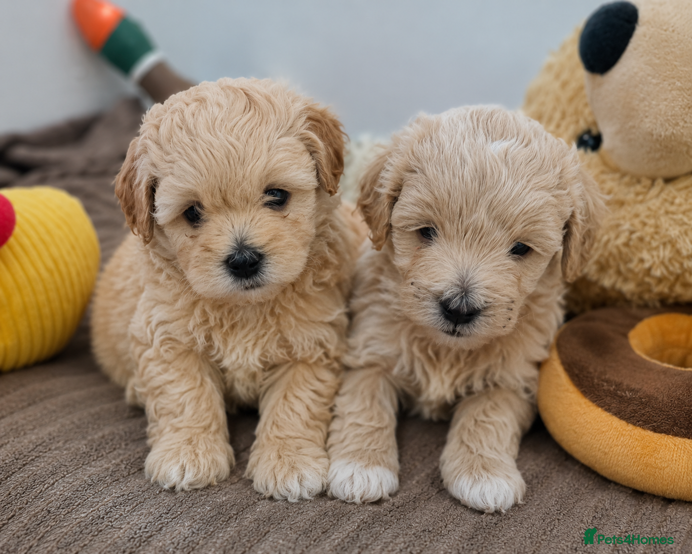 Maltipoo dogs Maltipoo puppies ❤️(only boys available) - Advert 13