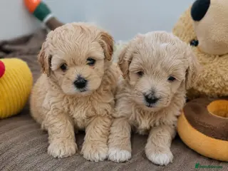 Maltipoo dogs Maltipoo puppies ❤️(only boys available) - Advert 13