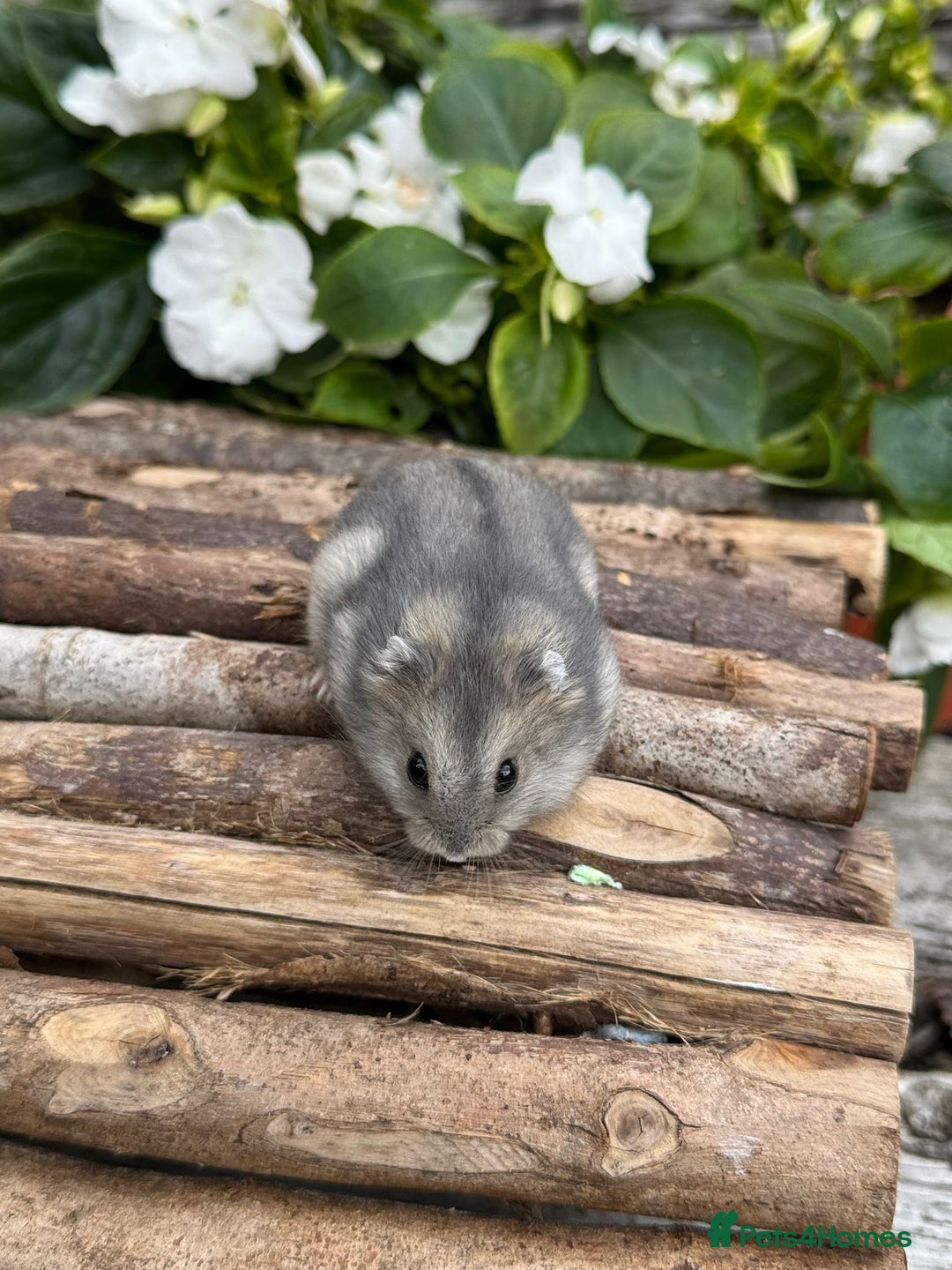Hamster rodents for sale: Beautiful baby hamsters. Russian Dwarf and Syrian - Image 19