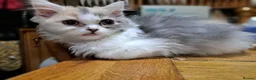 RagaMuffin cats for sale: 3 adorable Raga-per kittens. Born 7/7/26   - Advert 3