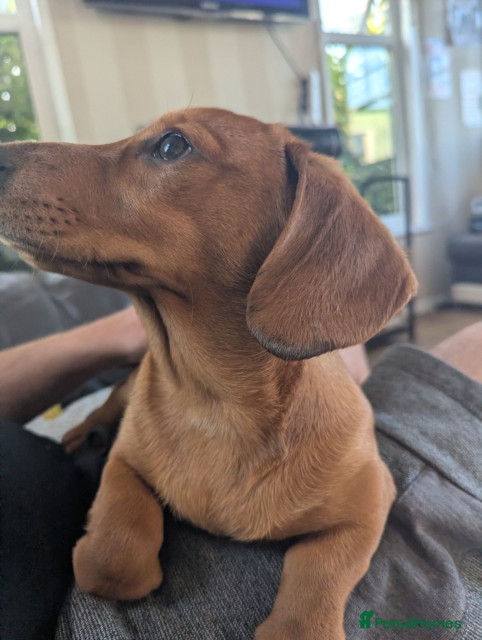 Miniature Dachshund dogs Loving boy kc registered pra clear  - Advert 10