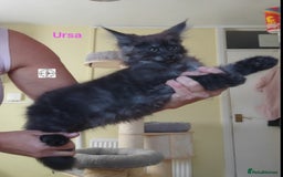 Maine Coon cats for sale: Black smoke XXL kittens  - Image 4