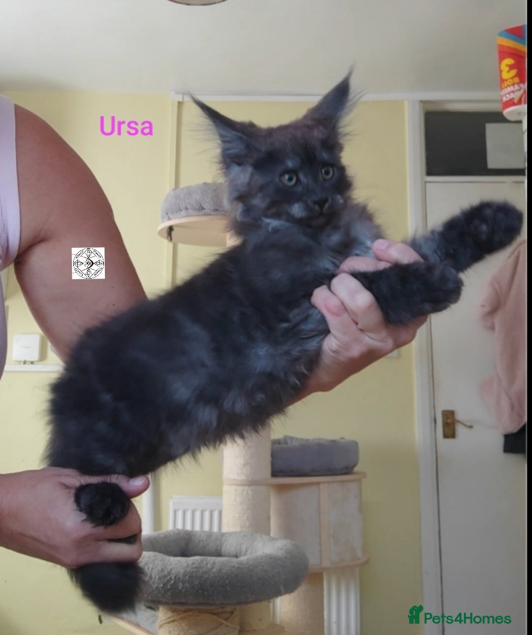 Maine Coon cats for sale: Black smoke XXL kittens  - Image 4