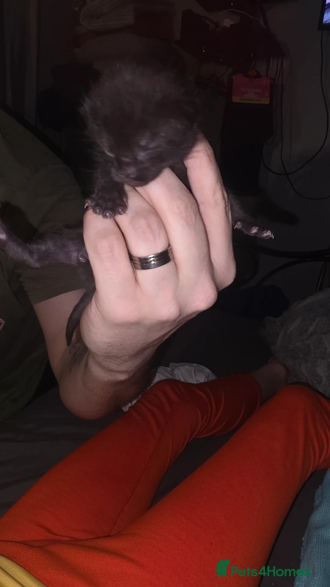 Mixed Breed cats for sale: Savannah X Domestic kittens - Advert 19