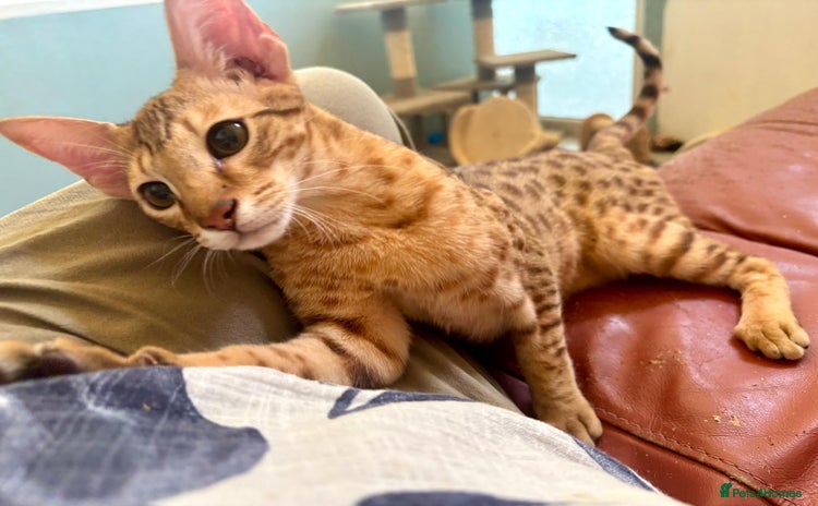 Savannah cats in Spalding - Advert 1