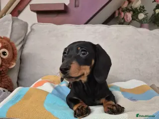 Dachshund dogs 💙 Miniature Dachshund Boy!💙 - Advert 8