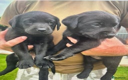 Labrador Retriever dogs for sale: KC registered Black Lab pups - Image 6