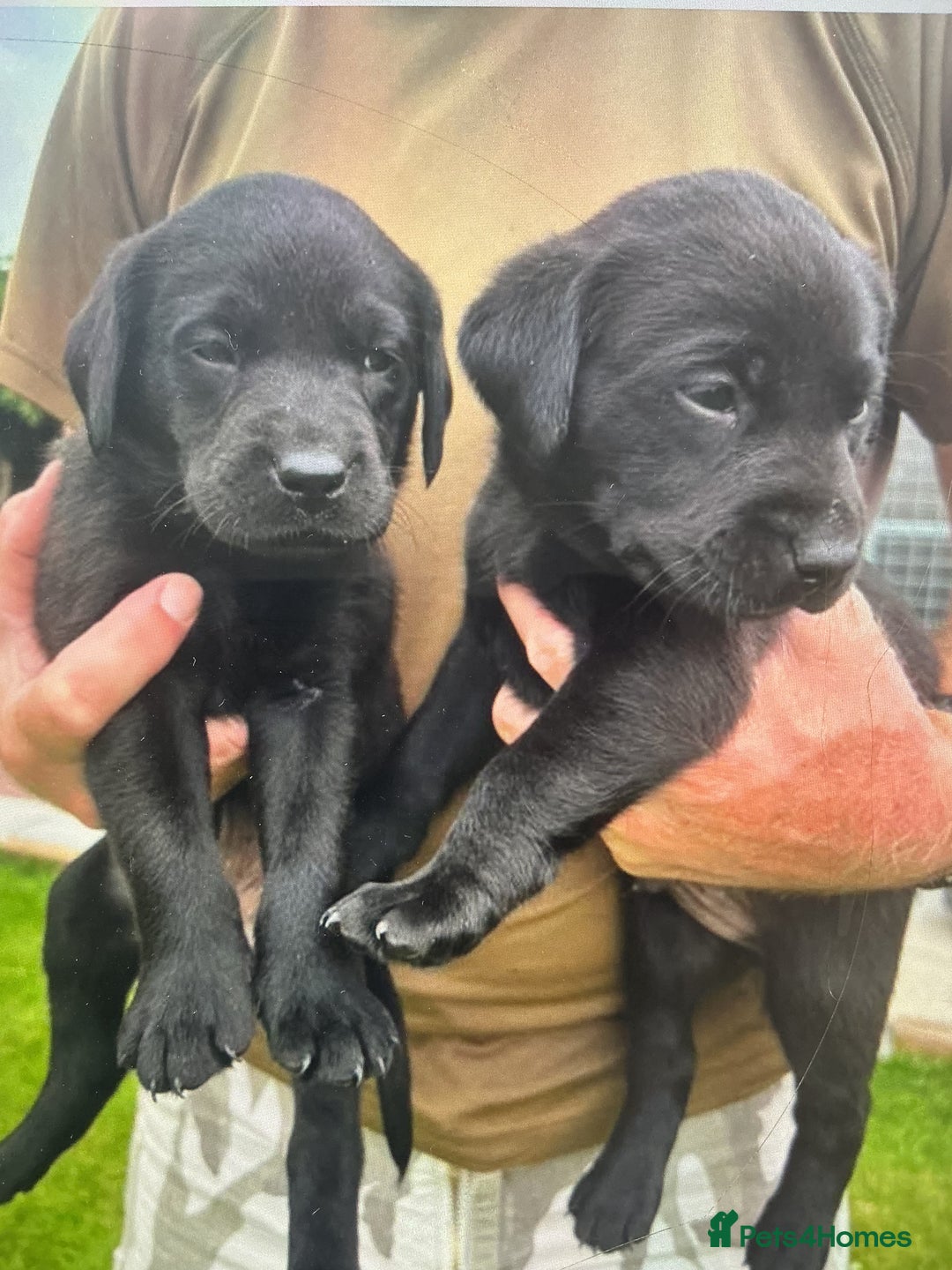 Labrador Retriever dogs for sale: KC registered Black Lab pups - Image 6