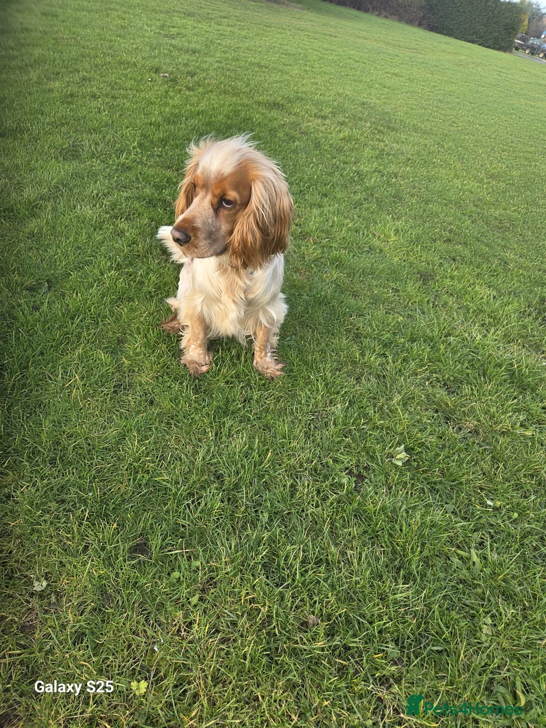 Cocker Spaniel dogs for stud: Stud dog  - Advert 2