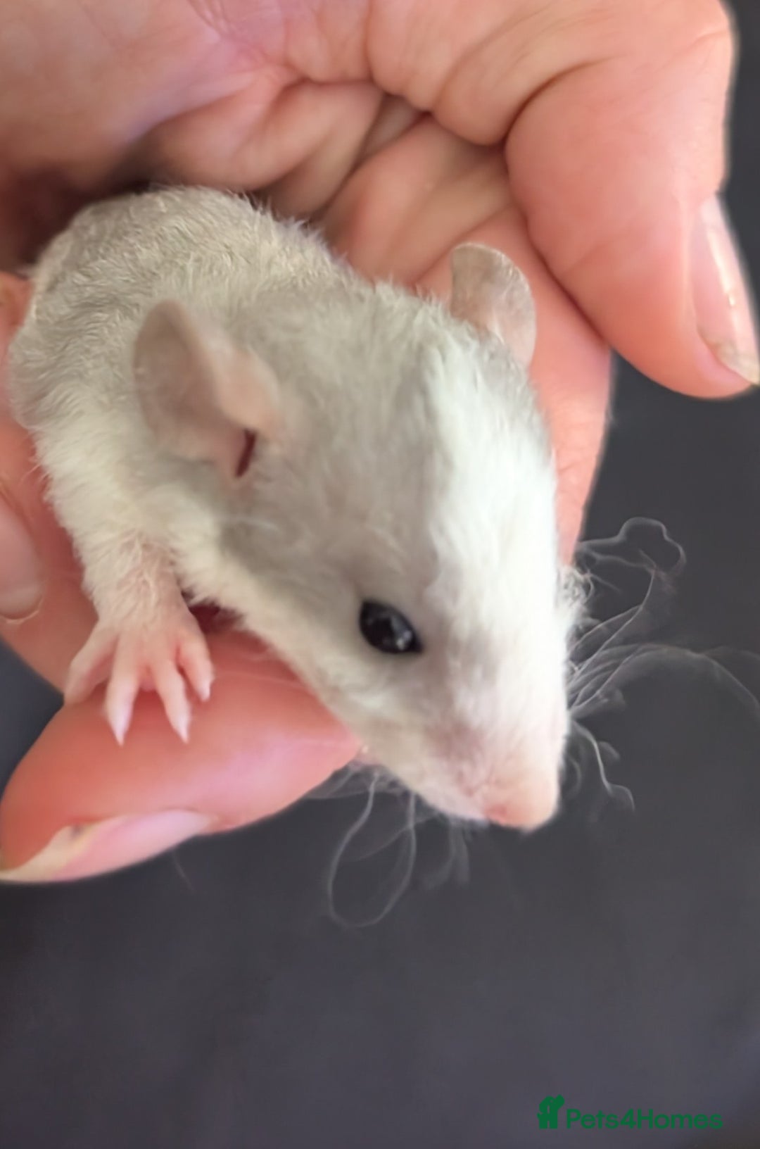 Rat rodents for sale: Mix of rex and straight fur babies(grey and white) - Image 7