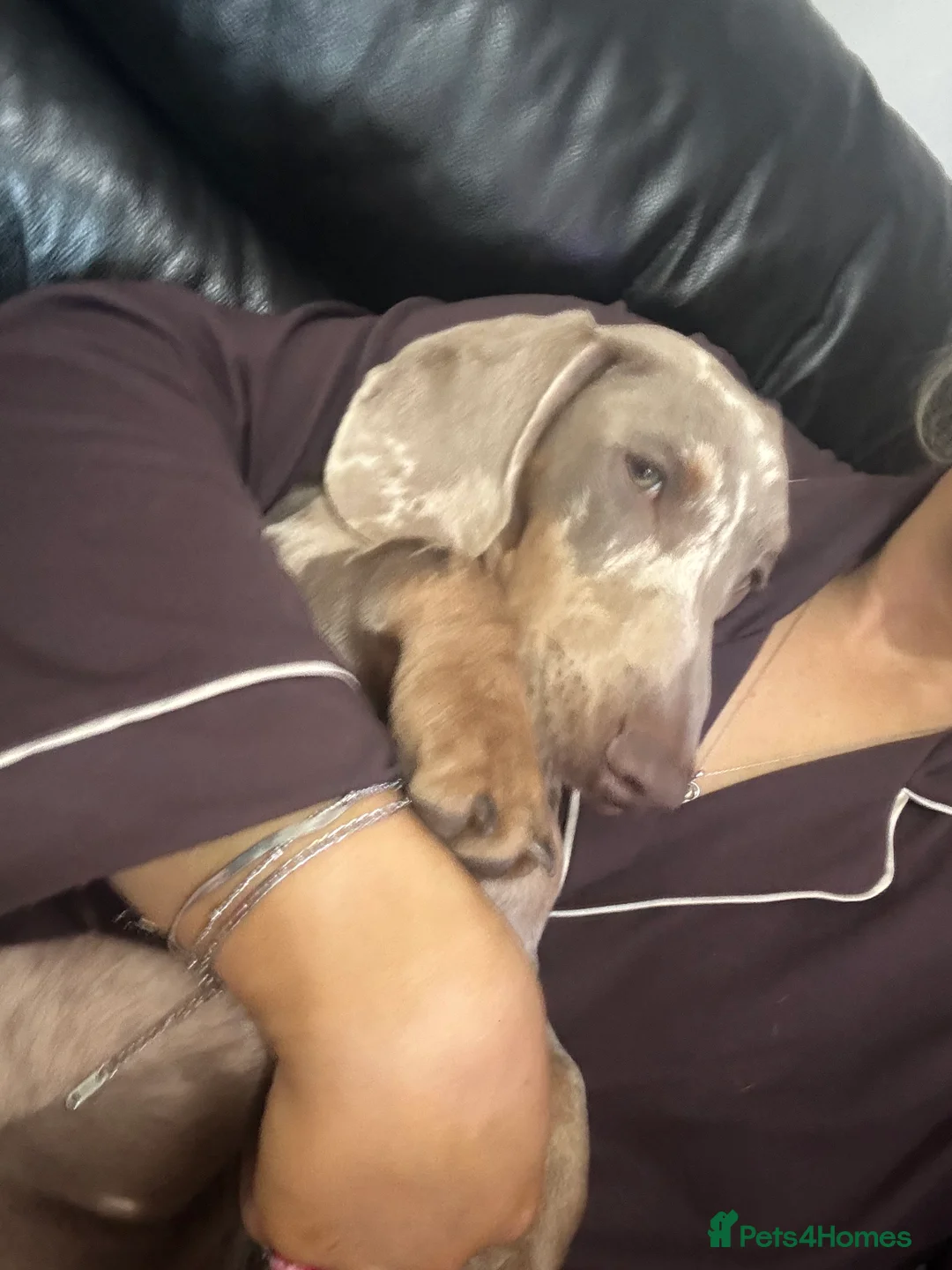 Dachshund dogs for sale: Male dachshund  in Northwich - Advert 8