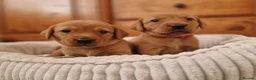 Springador dogs for sale: Wonderful Springador Puppies  - Advert 3