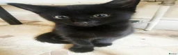 Mixed Breed cats for sale: 3 Playful Black Brother Kittens Looking for Homes - Advert 15