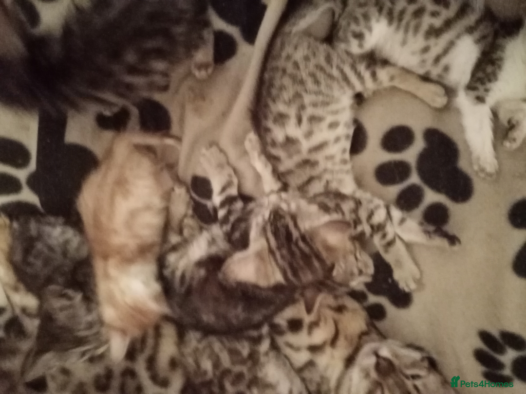 Mixed Breed cats for sale: Lovely Ginger and Rosetted Kittens - Image 21