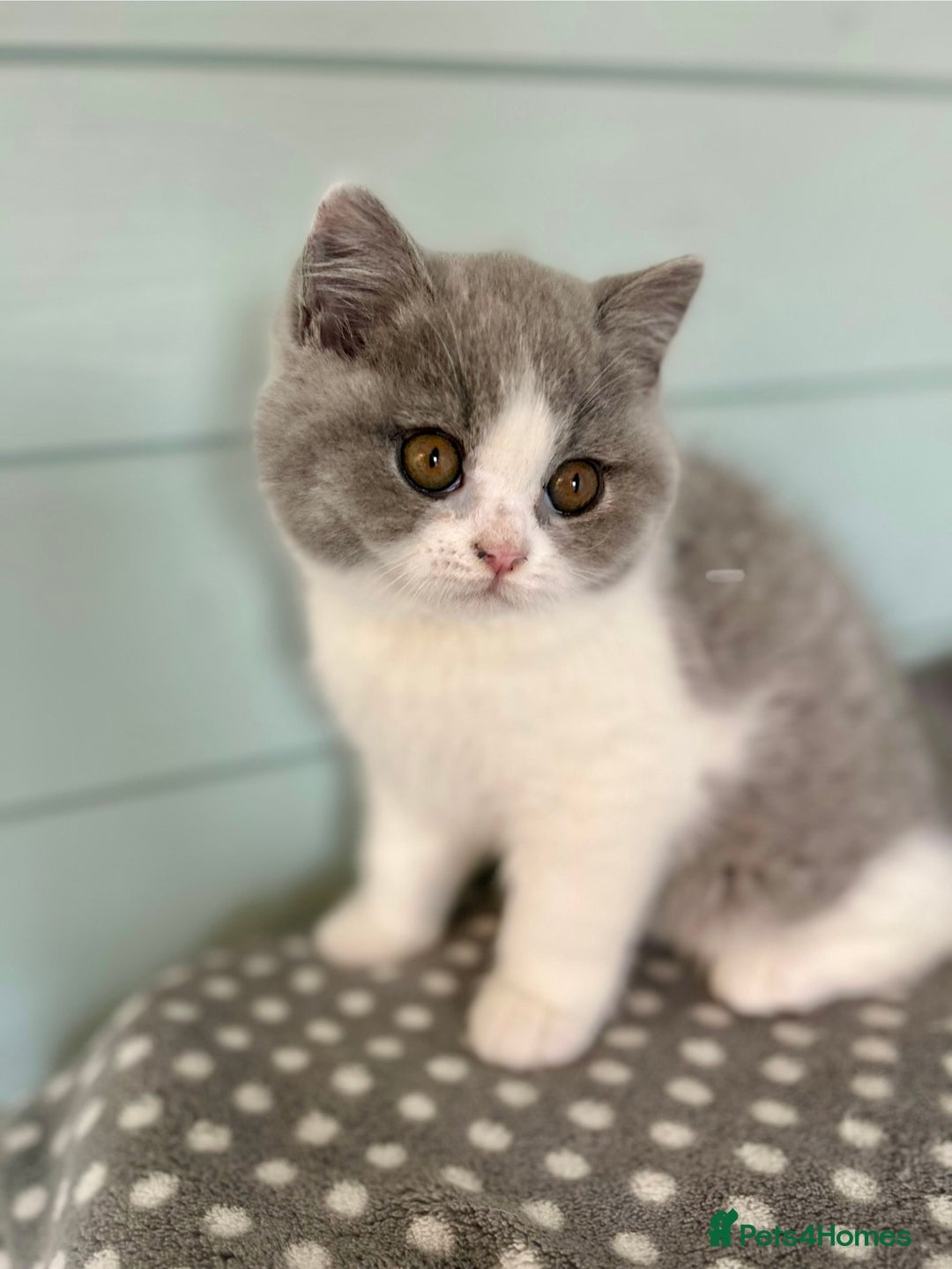 British Shorthair cats for sale: TICA registered Bluebio colour kitten - Image 8