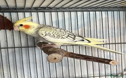 Cockatiels birds for sale: 4 month old male cockatiel  - Image 2
