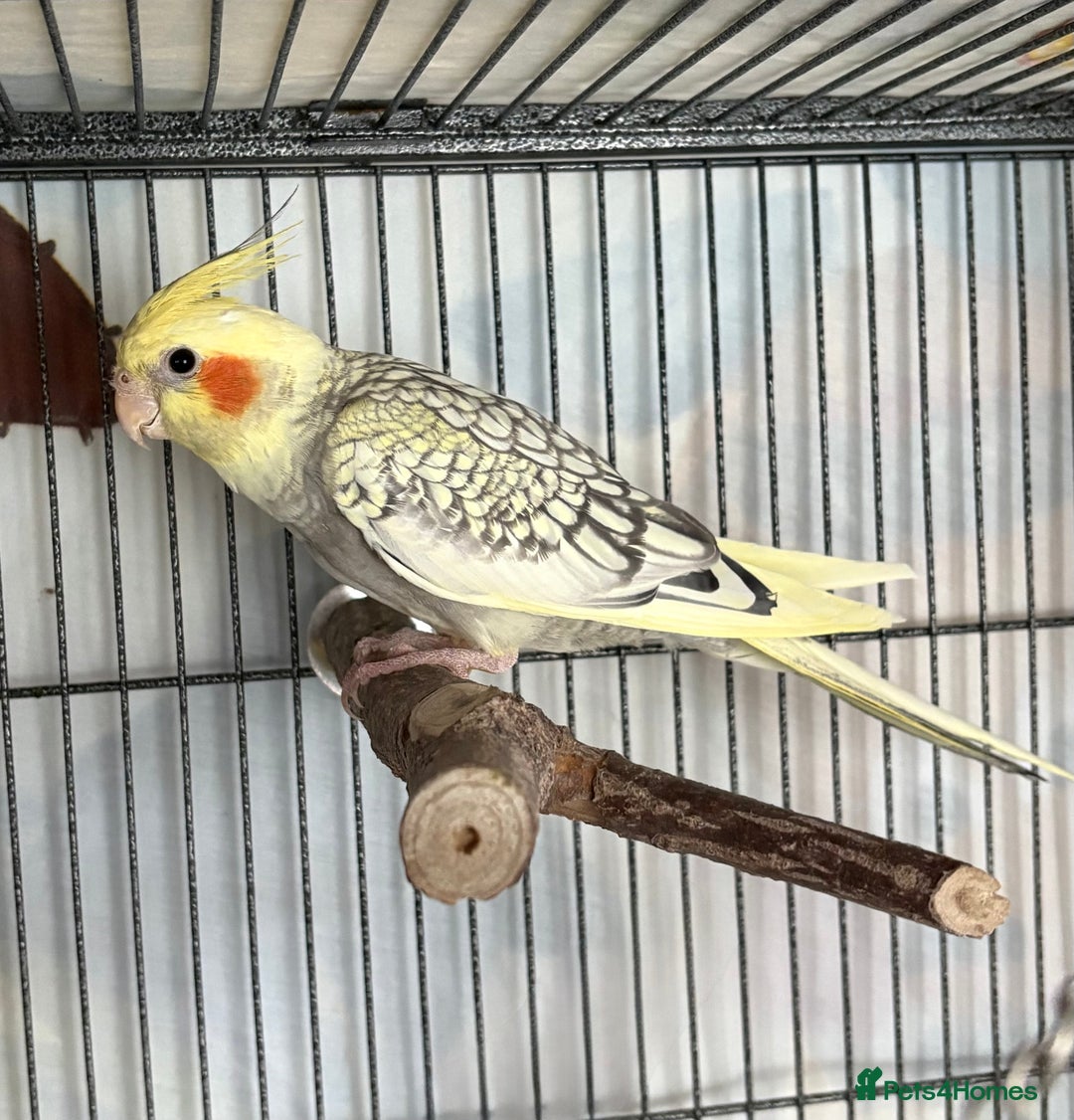 Cockatiels birds for sale: 4 month old male cockatiel  - Image 2
