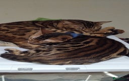 Bengal cats for sale: Bengal cats - Image 3