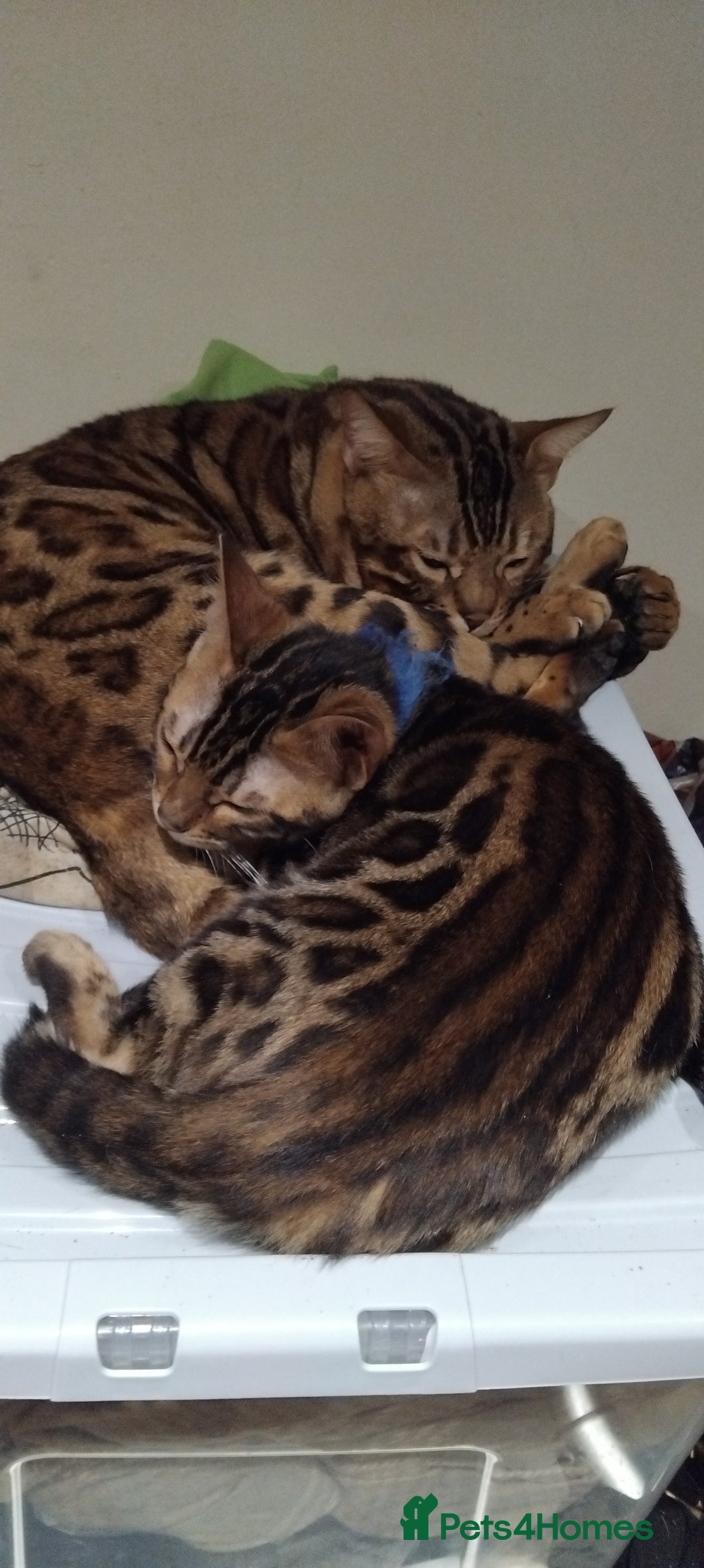 Bengal cats for sale: Bengal cats - Image 3