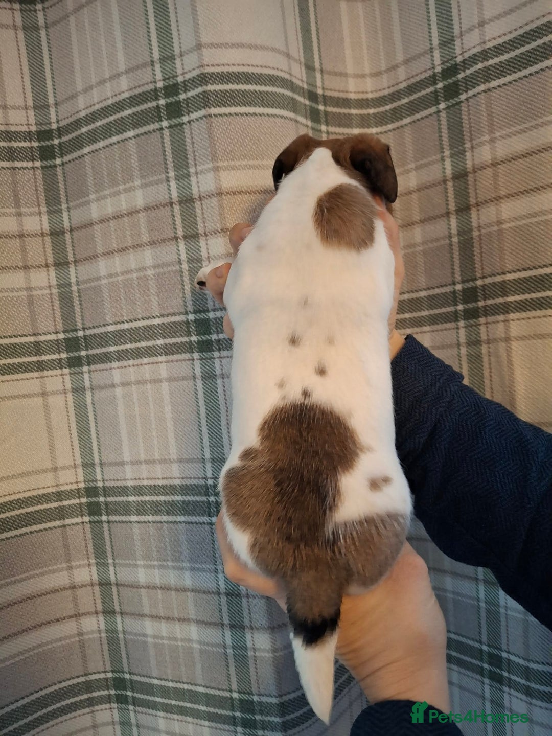 Jack Russell dogs for sale: 🐕stunning Jack Russells (1 left ) 5🌟 Breeder  - Advert 5