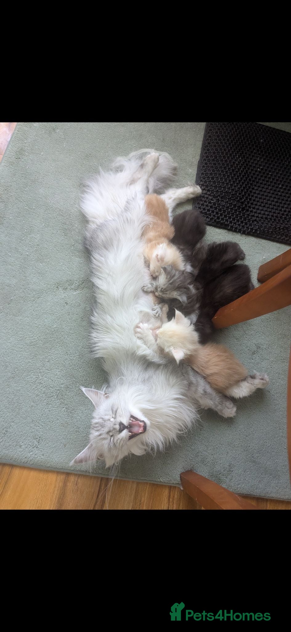 Maine Coon cats Maine Coon Pedigree Kittens  - Advert 2