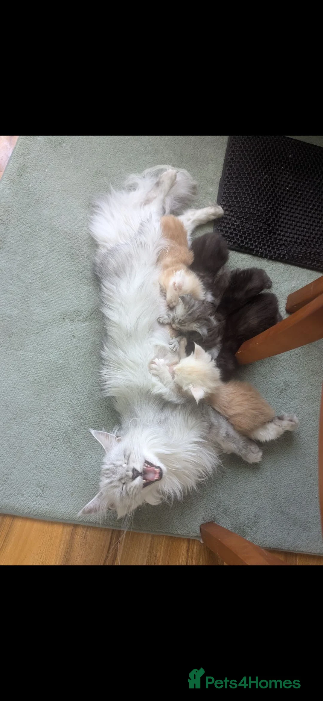 Maine Coon cats for sale: Maine Coon Pedigree Kittens  - Advert 2