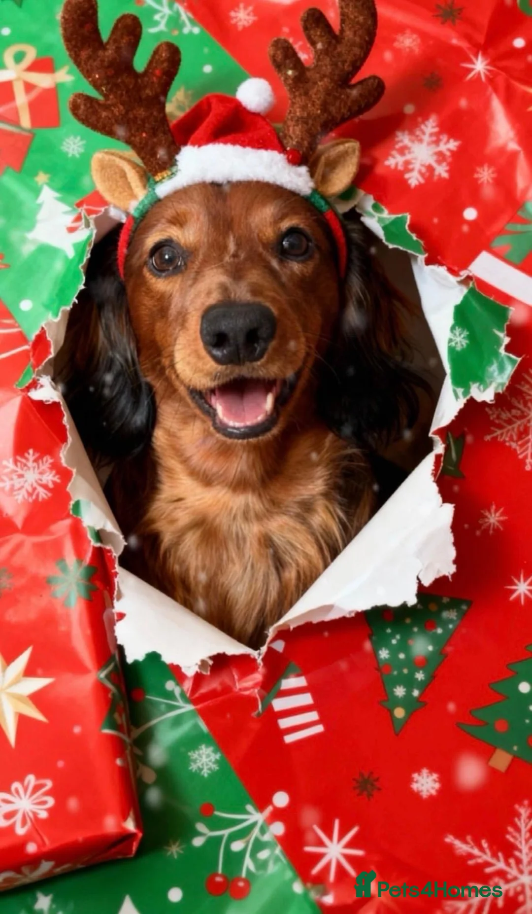 Miniature Dachshund dogs for stud: Stunning Miniature Red Long Haired Dachshund - Advert 3