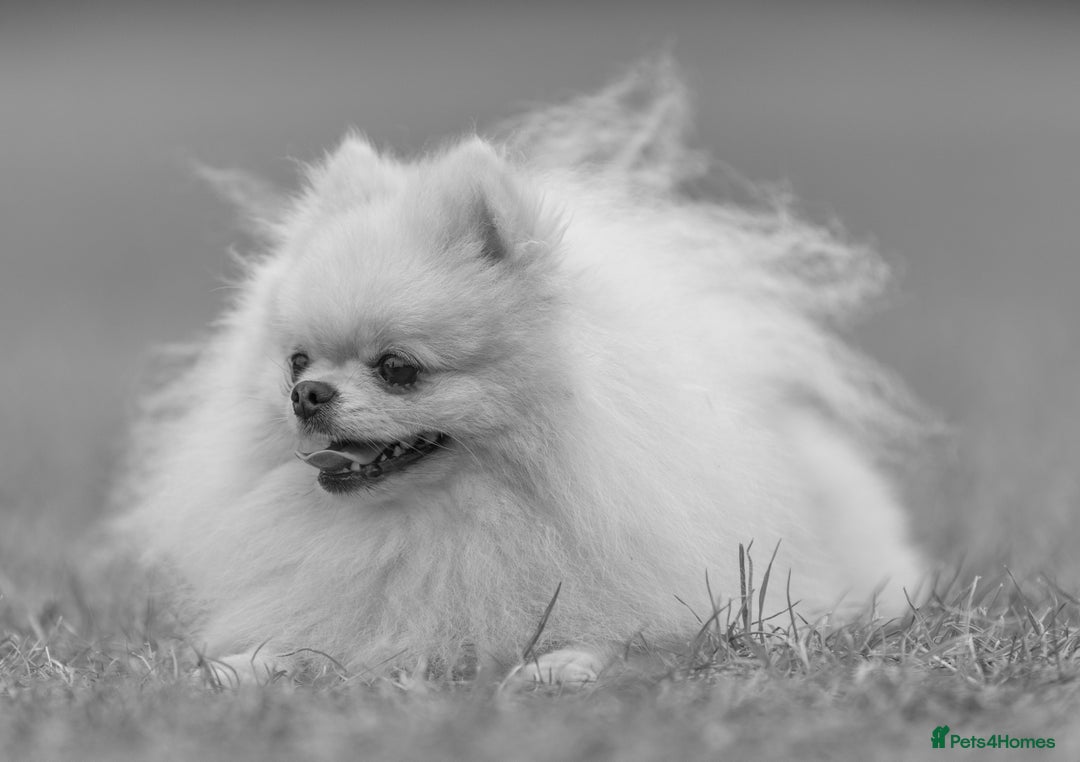 Pomeranian dogs for stud: Prince George Bridgeton 👑 - Advert 6