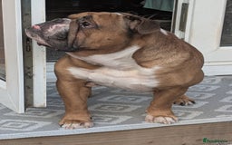 English Bulldog dogs for sale: Bulldog Boy Looking for New Home - Image 2