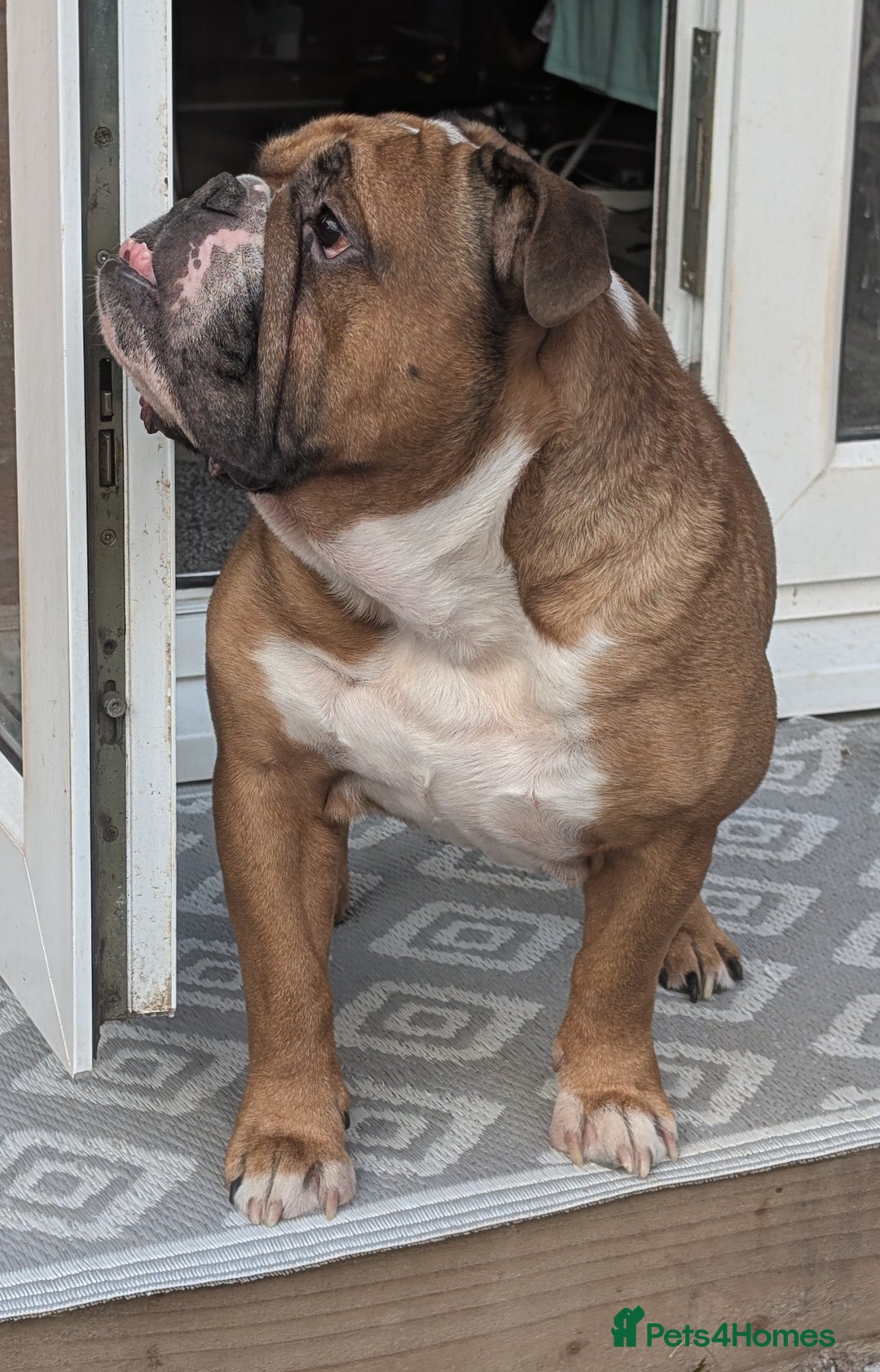 English Bulldog dogs for sale: Bulldog Boy Looking for New Home - Image 2