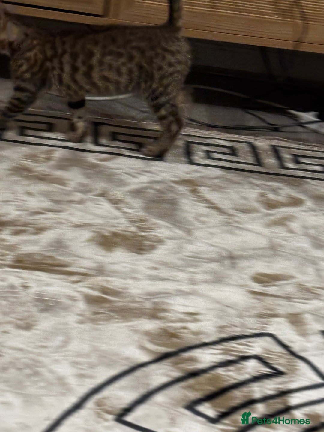 Bengal cats for sale: Bengal mix breed female kitten  - Image 7